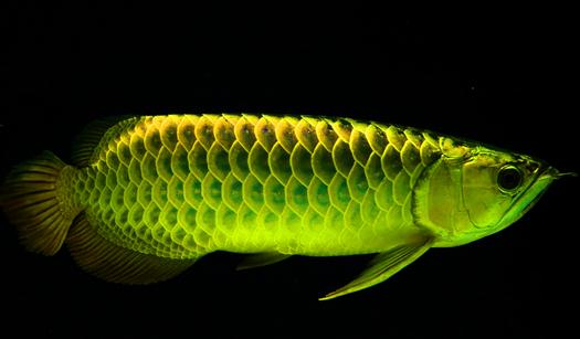 冬季將至 龍魚在飼育及疾病預(yù)防需注意什么