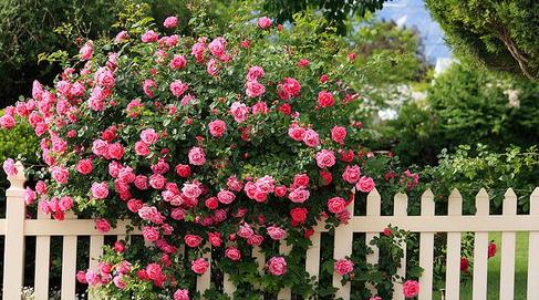 薔薇花的第七夜章