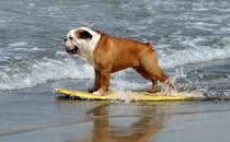 主人幫狗狗洗澡需做好哪些準備