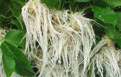 促進植物根系生長的因子是什么