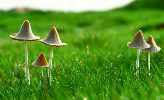 吃蘑菇有什么好處？可提高免疫力
