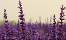 植物有聽(tīng)覺(jué)與情感嗎