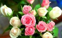 月季 玫瑰 薔薇有什么區別