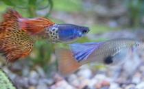 如何減少水族箱中的寄生蟲