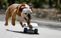 斗牛犬牙齒應該如何護理？