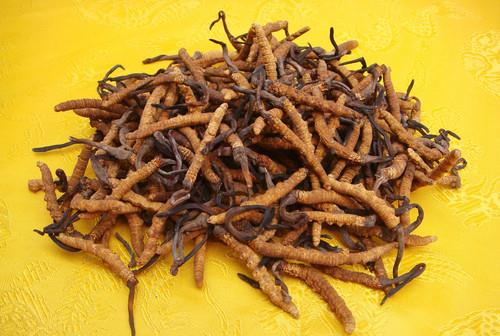 冬蟲(chóng)夏草有什么功效?怎么吃效果最好?