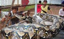 曝光：人類(lèi)捕獲的龐然巨獸“水底恐龍”