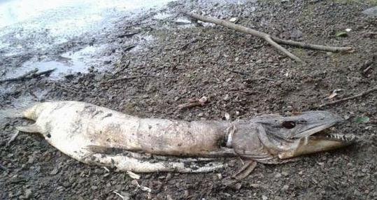 英國湖邊驚現水怪尸體