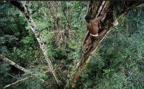 世界上，最后的石器時(shí)代