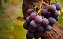 準(zhǔn)媽媽吃葡萄到底是好還是壞？