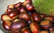 板栗的5大功效及營養價值