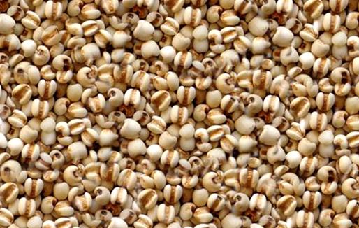薏仁米有什么功效？薏仁米不宜過量食用