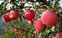 如何選購到上好的蘋果？