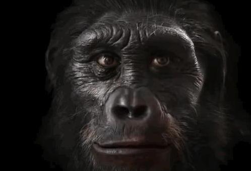 人類的長相進化,竟然是為了抗挨打