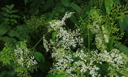 冰河世紀殘存的植物，堪稱植物大熊貓