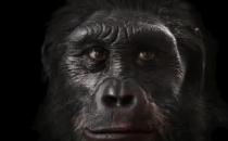 人類的長相進化，竟然是為了抗挨打