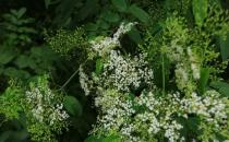 冰河世紀(jì)殘存的植物，堪稱植物大熊貓