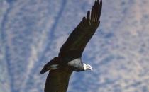 安第斯神鷹的象征