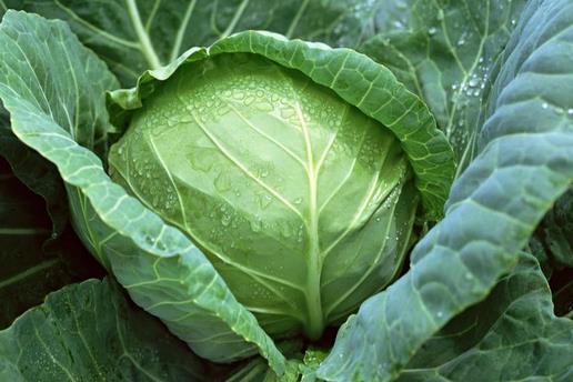 為什么會得健忘癥？增強記憶力的食物有哪些？