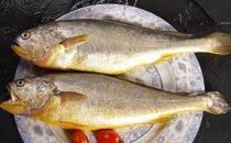 黃花魚有什么營養價值？孕婦能吃黃花魚嗎？