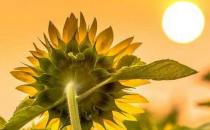 女人戀愛(ài)中的秘密武器：讓他撒嬌