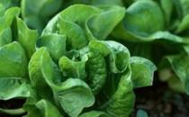 吃蔬菜3大注意事項