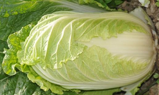 大白菜有什么食療功效?大白菜不宜水浸泡后食用