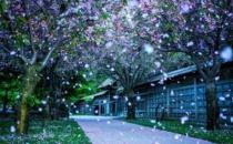 為什么淑女難嫁？過分矜持讓男人卻步