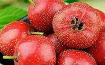 冬季女性多吃紅色食物更滋補(bǔ)