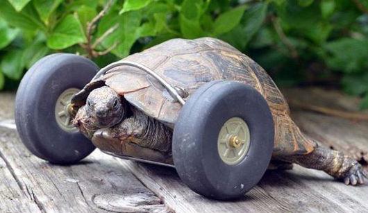給90歲的烏龜裝上一對輪子。讓他跑起來?