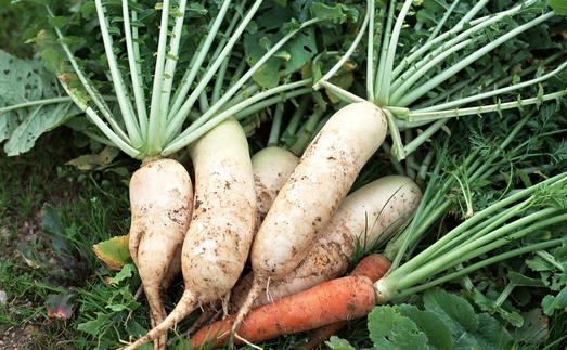 脾虛吃什么蔬菜好?脾虛吃什么雜糧好?