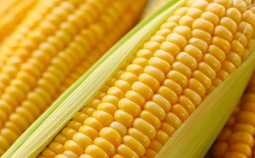 吃什么健脾養(yǎng)胃？4大保護(hù)脾胃健康的黃色食物