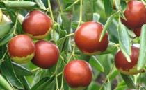 冬季美食養生 吃“四冬”