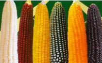 冬季調理腸胃的食物