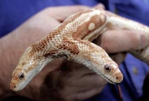 雙頭蛇驚現南京，經常自己互相廝咬