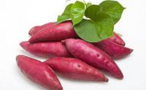 紅薯發芽了還能吃嗎？食用紅薯的注意事項