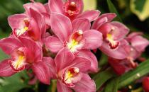 大花蕙蘭的養殖方法是什么？