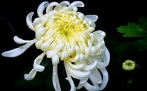 菊花怎么養？菊花的養護方法