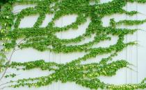 爬山虎怎么養(yǎng)？爬山虎對家居環(huán)境的作用