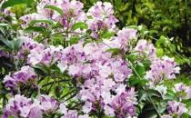 家居防蚊的措施-夏季防蚊植物有哪些？