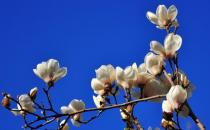 玉蘭的養殖方法-玉蘭花什么時候開？