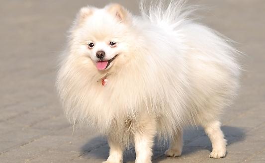 愛斯基摩犬多少錢一條?