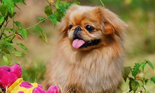 北京犬怎么喂養(yǎng)？京巴犬多少錢一只？