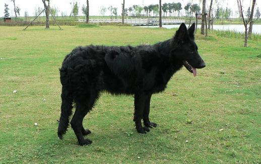 比利時(shí)牧羊犬的簡(jiǎn)介-比利時(shí)牧羊犬喂養(yǎng)