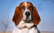 巴吉度犬如何喂養(yǎng)？巴吉度犬是什么？