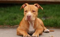 比特犬多少錢一只？比特犬是什么狗？