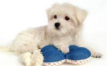 比熊犬多少錢一只？比熊犬如何喂養(yǎng)？