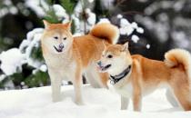 柴犬多少錢一只？柴犬如何喂養？