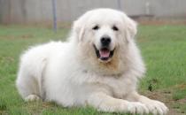 大白熊犬如何喂養(yǎng)？大白熊犬怎樣訓(xùn)練？