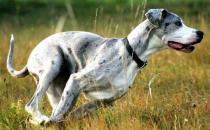 大丹犬多少錢一只？大丹犬怎么喂養(yǎng)？